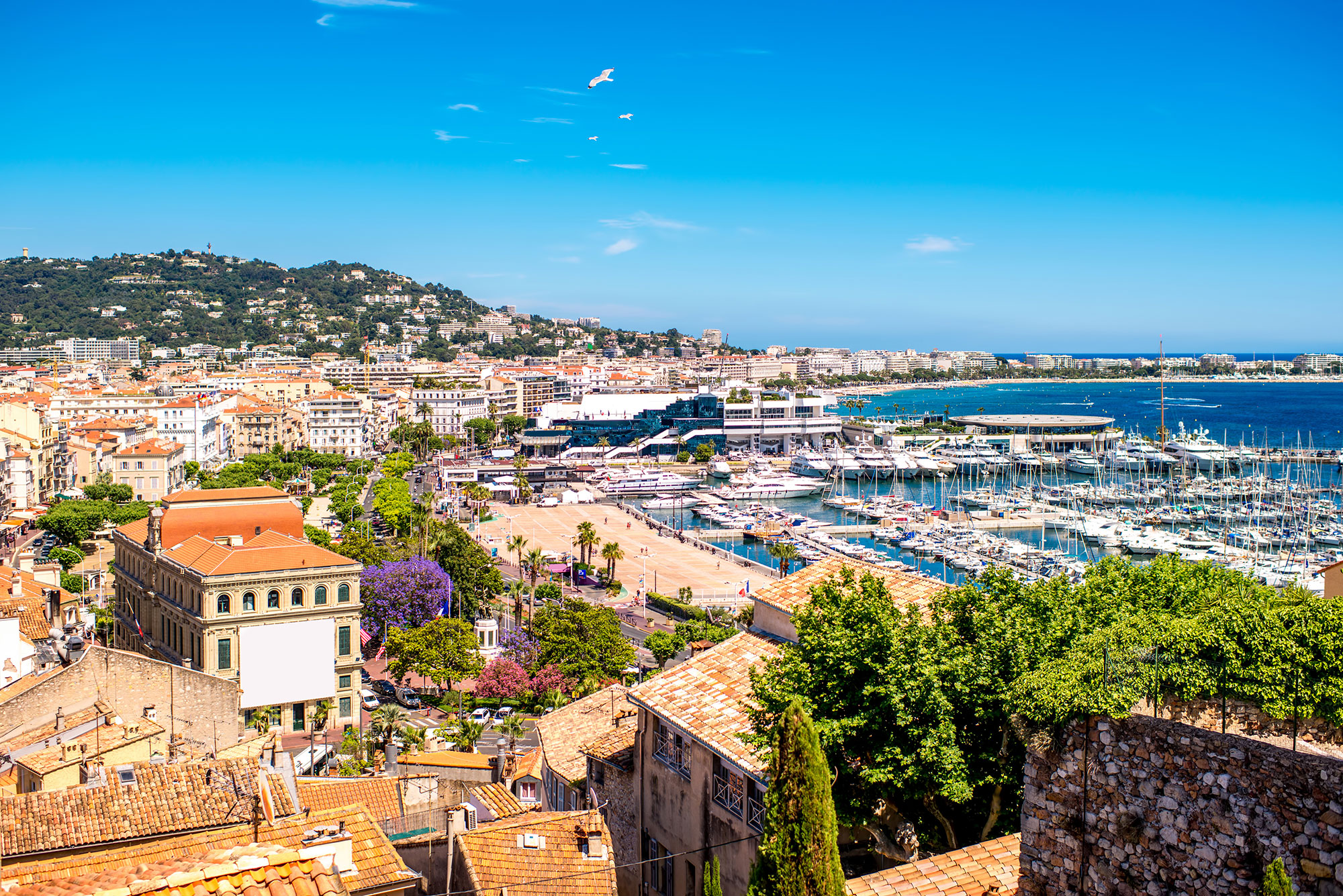 cannes-port-view